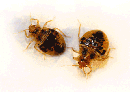 Entomology GIF - Find & Share on GIPHY