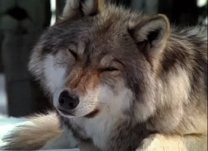 a very confused wolf