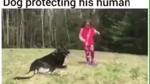 Doggo protecting his hooman
