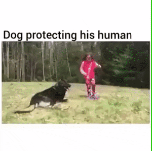 Doggo protecting his hooman in dog gifs