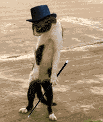 giphy.gif