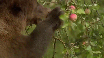 https://media.giphy.com/media/CyJvGRGA1OT8Q/giphy.gif