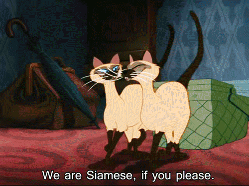 Image result for we are siamese if you please gif