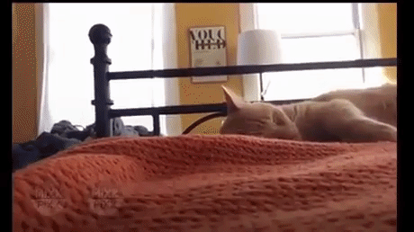 WTF Hooman in funny gifs