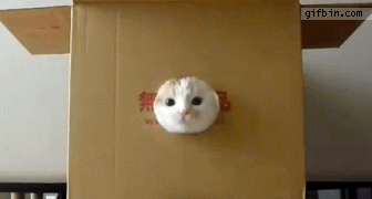 Cat Poke Its Head Through a Box Hole