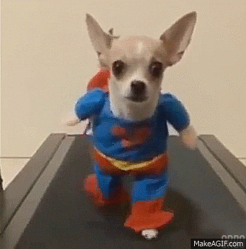 Um cachorrinho vestido de super homem fazendo esteira, uma brincadeira para o mês da saúde.