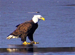 Image result for eagle walking gif