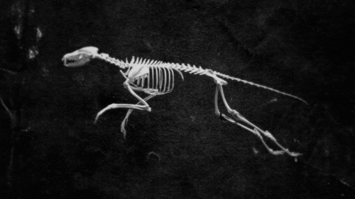 Black And White Skeleton GIF - Find & Share on GIPHY