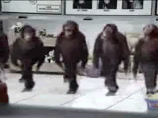 Monkeys GIF