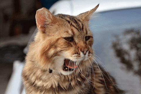 Резултат с изображение за yawn gifs