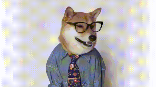 Dog Human Fashion GIF by Menswear Dog - Find & Share on GIPHY
