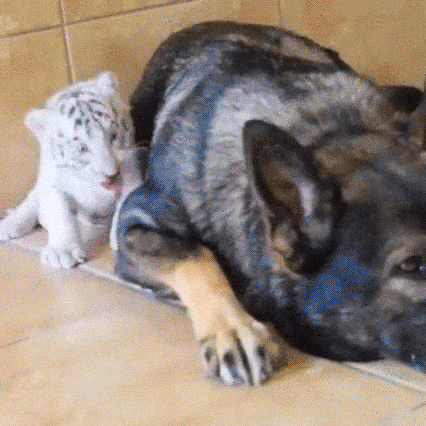 giphy downsized large