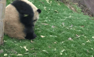 Panda Rolling GIF - Find & Share on GIPHY