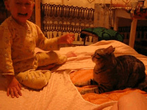 Cats Never Take A Shit in funny gifs