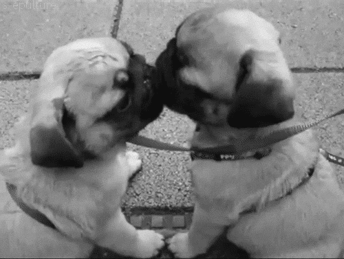 Dogs Love Gif Find Share On Giphy