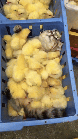giphy.gif