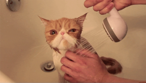 Showering a cat