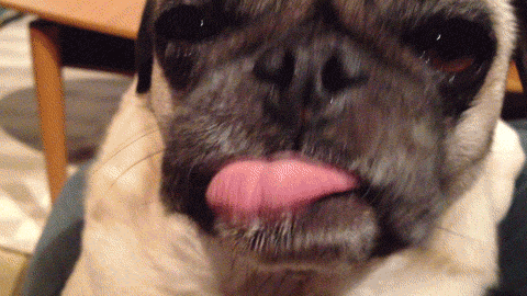  dog tongue pug lick pugs GIF