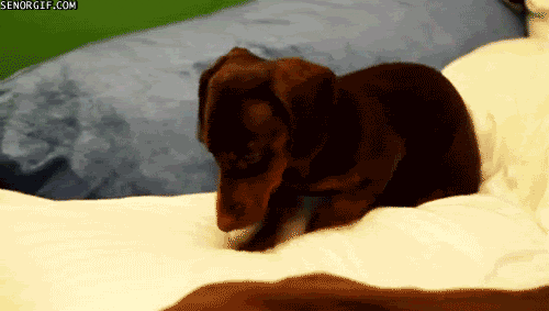 https://media.giphy.com/media/DO6pabjKeai6Q/giphy.gif