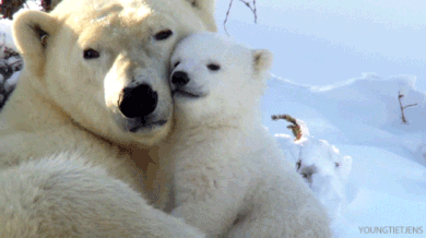polar bear love hug cuddling