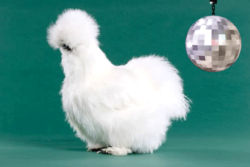 source.gif