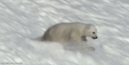 Polar Bear Snow GIF