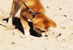 Animals GIF - Find & Share on GIPHY