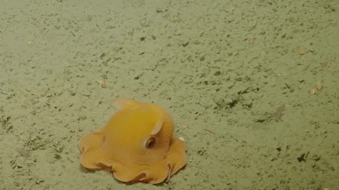  octopus shy dumbo GIF
