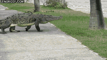 crocodile walk