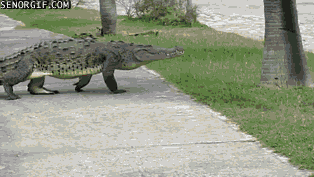Image result for crocodiles gifs