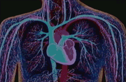X-Ray Beating Heart GIF - Find & Share on GIPHY