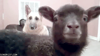 Goat GIF by Cheezburger - Find & Share on GIPHY