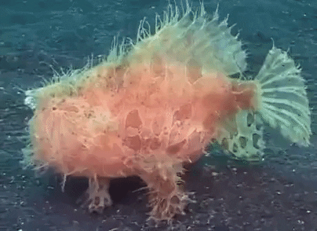 Fish going for a walk in wow gifs