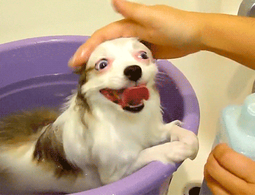 Happy Dog GIF - Find & Share on GIPHY