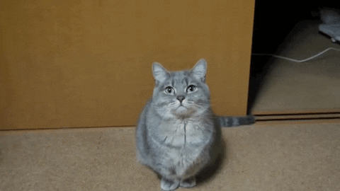 Motivational Cat GIF - Find & Share on GIPHY
