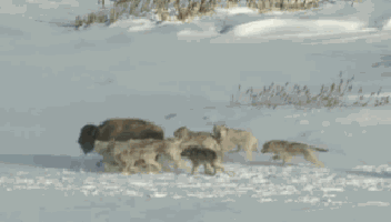 Buffalo GIFs - Find & Share on GIPHY