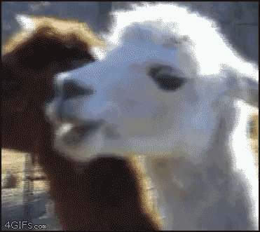 4GIFS.Con 4GIFS.Com 4GIFs.Com 4GIFs.Com meme reference