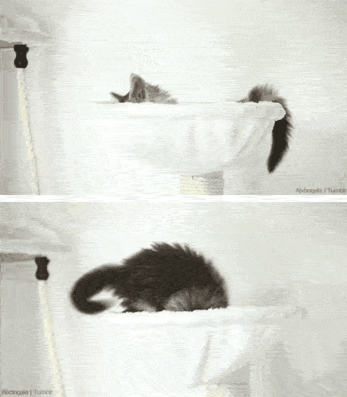 Cat Climbing GIF Find & Share on GIPHY