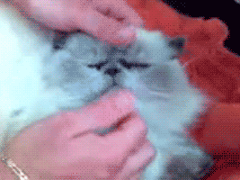 cat stupid GIF