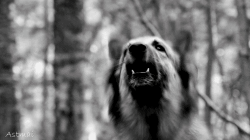 Barking Black And White GIF - Find & Share on GIPHY