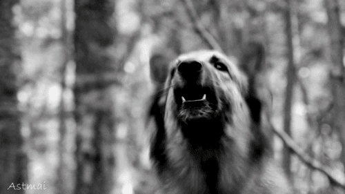 Descubra qué le quiere decir su perro con el lenguaje corporal