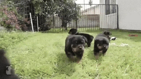 rottweiler gif rottweiler gifs find on giphy rottweiler gif rottweiler gifs find on giphy