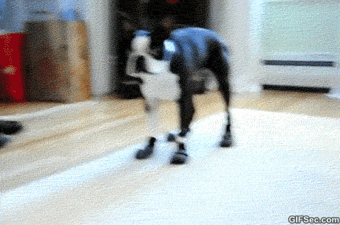 самые смешные собаки интернета, собаки гифки, забавные собаки, смешные гифки с собаками