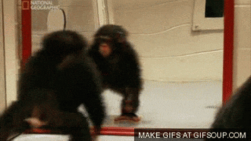 Monkey Jumping GIF - Find & Share on GIPHY