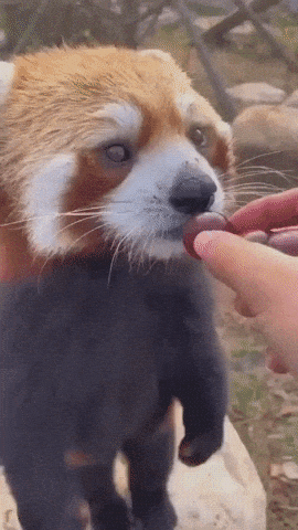 ANIMAL GIFS & PICS 2 Giphy-downsized-large