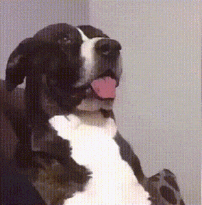 Excuse Me What GIF - Find & Share on GIPHY