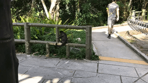 macaco-prego floresta da tijuca