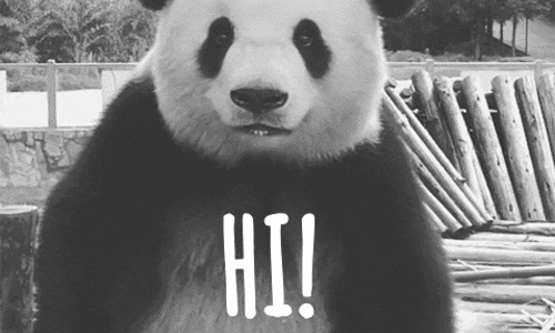 dünyanın en sevimli en şapşik canlısı pandalar hakkında bilgiler