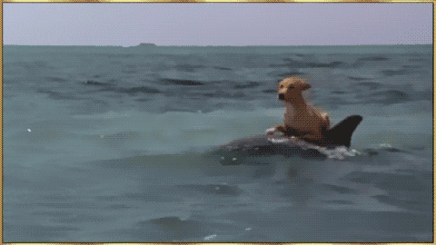 Zeus And Roxanne Dogs GIF - Find & Share on GIPHY