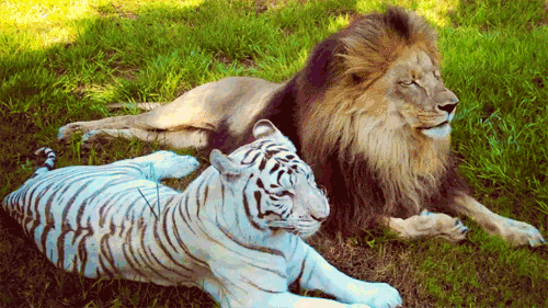 tiger in lev skupaj počivata